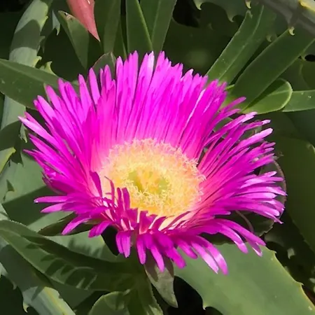 Lot Tinnerella Grosseto-Prugna